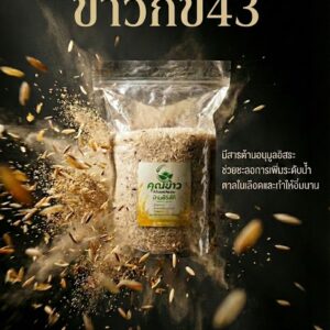 ข้าว กข 43
